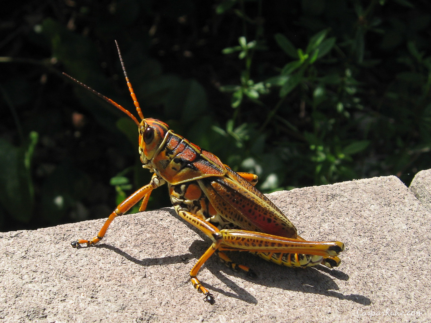 Grasshopper
